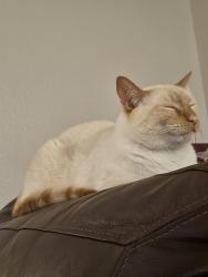 Lost Male Cat last seen Myrtle ave and 29th street, San Diego, CA 92104