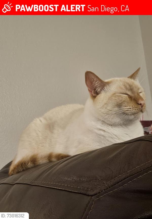 Lost Male Cat last seen Myrtle ave and 29th street, San Diego, CA 92104
