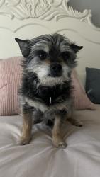 Lost Female Dog last seen Padilla Rd Sw, Albuquerque, NM 87121