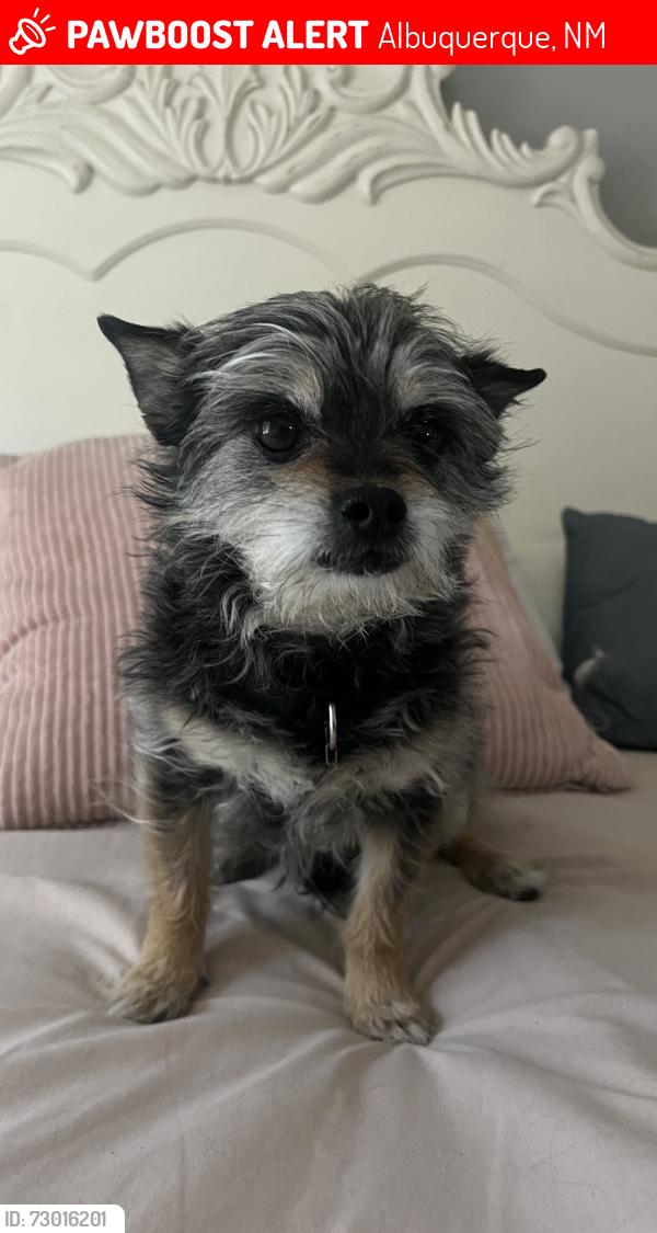 Lost Female Dog last seen Padilla Rd Sw, Albuquerque, NM 87121