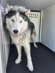 Shelter Stray Male Dog last seen Near BLK FORTUNE ST,BAKERSFIELD,CA, 201 S Mt Vernon Ave, Bakersfield, CA 93307, USA