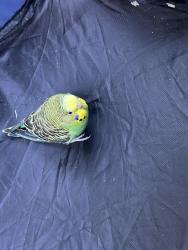 Found/Stray Unknown Bird last seen Safeway shopping center kingstowne , Kingstowne, VA 22315