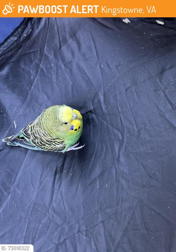 Found/Stray Unknown Bird last seen Safeway shopping center kingstowne , Kingstowne, VA 22315