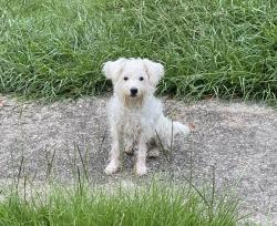 Found/Stray Unknown Dog last seen In the cul de sac, Gulfport, MS 39507
