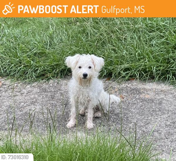 Found/Stray Unknown Dog last seen In the cul de sac, Gulfport, MS 39507