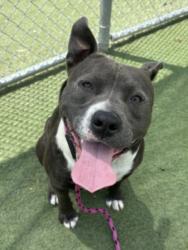 Shelter Stray Male Dog last seen , 11361 W Pico Blvd, Los Angeles, CA 90064, USA