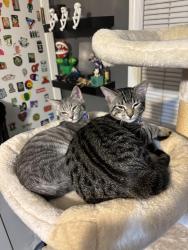 Lost Male Cat last seen Green st and pond rd in Duluth, Gwinnett County, GA 30071