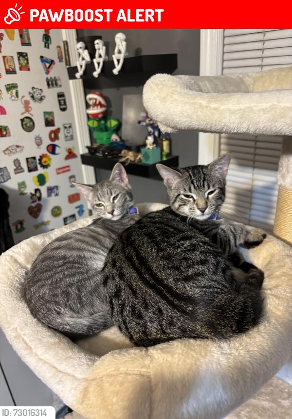 Lost Male Cat last seen Green st and pond rd in Duluth, Gwinnett County, GA 30071