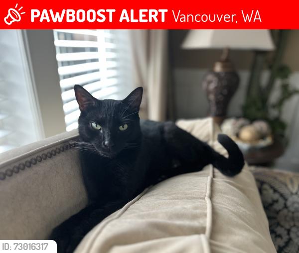 Lost Male Cat last seen Hearthwood, Vancouver, WA 98684