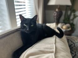 Lost Male Cat last seen Hearthwood, Vancouver, WA 98684