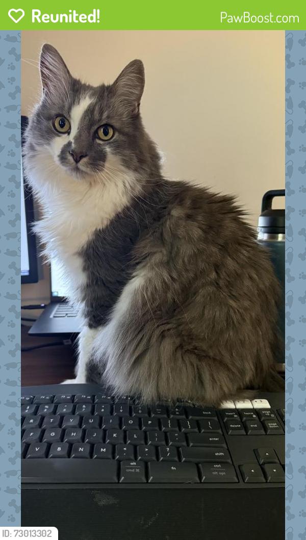 Reunited Male Cat last seen Near Seabrook Lane Springfield, VA 22153, Springfield, VA 22153