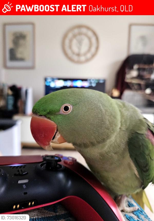 Lost Female Bird last seen Monier Road Park, Darra, QLD 4076