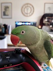 Lost Female Bird last seen Monier Road Park, Darra, QLD 4076