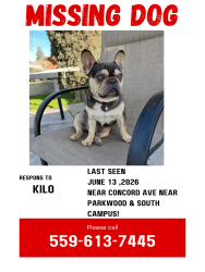 Lost Male Dog last seen Concord Ave madera CA, Madera, CA 93637
