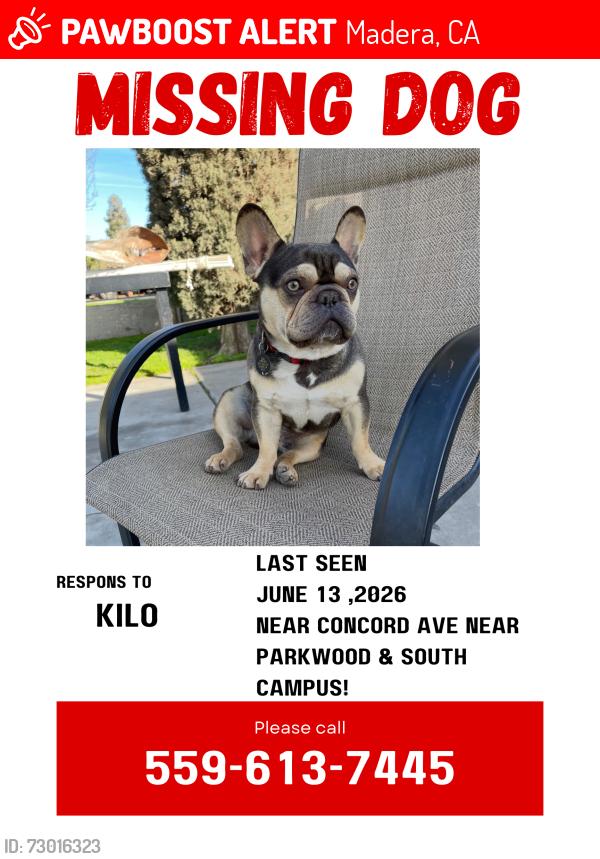 Lost Male Dog last seen Concord Ave madera CA, Madera, CA 93637