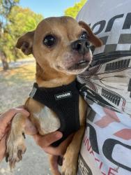Found/Stray Male Dog last seen Country Club & Monterey CHINO HILLS CA, Chino Hills, CA 91709