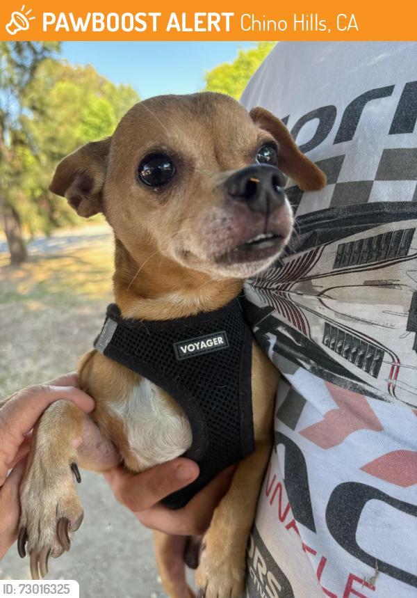 Found/Stray Male Dog last seen Country Club & Monterey CHINO HILLS CA, Chino Hills, CA 91709