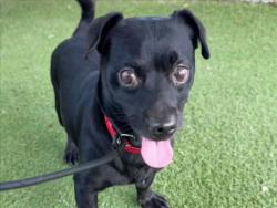 Shelter Stray Male Dog last seen , 11361 W Pico Blvd, Los Angeles, CA 90064, USA