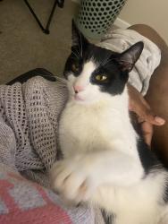 Lost Male Cat last seen Near broken bow trail, Indianapolis, IN 46214