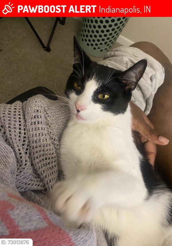 Lost Male Cat last seen Near broken bow trail, Indianapolis, IN 46214