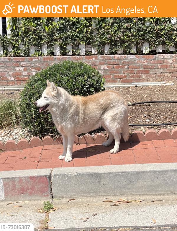 Found/Stray Female Dog last seen Kelton and Queensland, Los Angeles, CA 90064