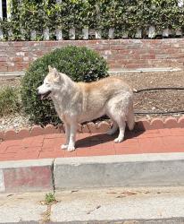 Found/Stray Female Dog last seen Kelton and Queensland, Los Angeles, CA 90064