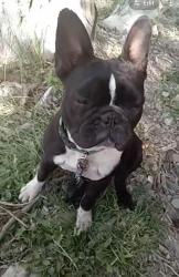 Lost Female Dog last seen Near Ryan elementary, Laredo, TX 78043