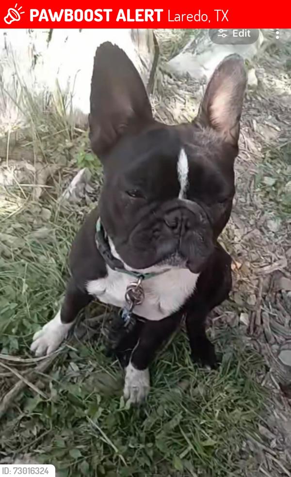 Lost Female Dog last seen Near Ryan elementary, Laredo, TX 78043