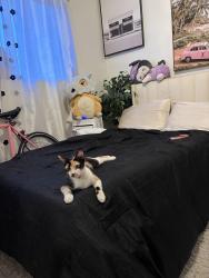 Lost Female Cat last seen Alamo & 60th pl, Maywood, CA 90270