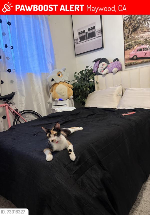 Lost Female Cat last seen Alamo & 60th pl, Maywood, CA 90270