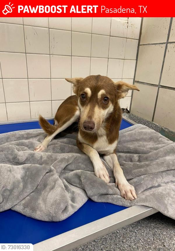 Lost Female Dog last seen Near Allen Genoa rd , Pasadena, TX 77504