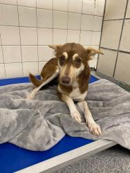 Lost Female Dog last seen Near Allen Genoa rd , Pasadena, TX 77504
