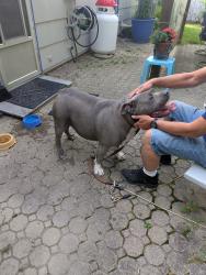 Found/Stray Male Dog last seen Zion Hill and Wesselman, Hamilton County, OH 45247
