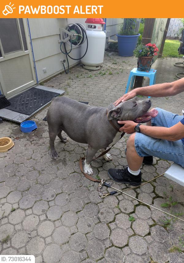 Found/Stray Male Dog last seen Zion Hill and Wesselman, Hamilton County, OH 45247
