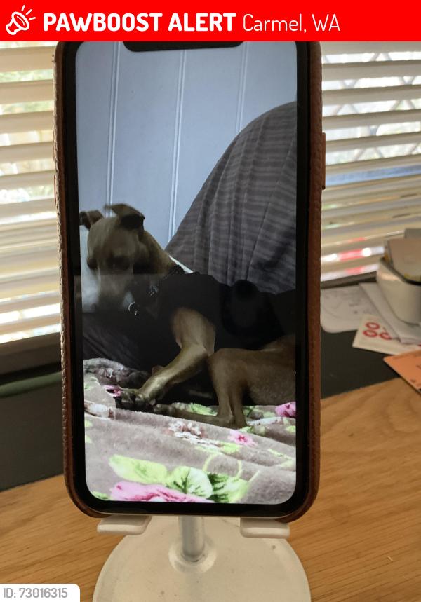 Lost Female Dog last seen Canning Road Carmel at the car crash site, Carmel, WA 6076