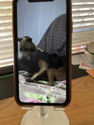 Lost Female Dog last seen Canning Road Carmel at the car crash site, Carmel, WA 6076