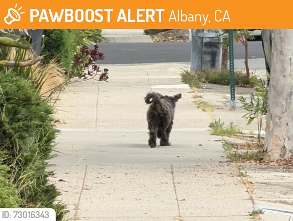 Found/Stray Unknown Dog last seen Near block Evelyn Ave. Albany , Albany, CA 94706