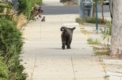 Found/Stray Unknown Dog last seen Near block Evelyn Ave. Albany , Albany, CA 94706