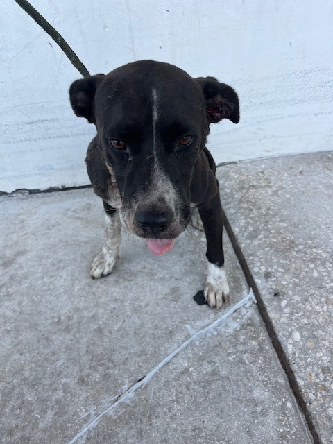 Shelter Stray Male Dog last seen Near BLOCK E 7TH AVE, 3599 NW 79th Ave, Doral, FL 33122, USA