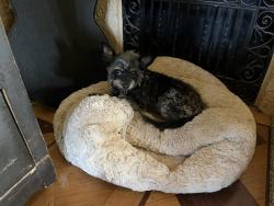 Lost Female Dog last seen Termino and Livingston 90803, Long Beach, CA 90803