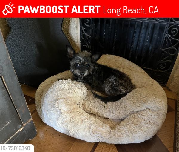 Lost Female Dog last seen Termino and Livingston 90803, Long Beach, CA 90803