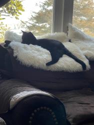 Reunited Female Cat last seen Near Thomas Jefferson Pl, Fredericksburg, VA 22405, USA, Fredericksburg, VA 22405