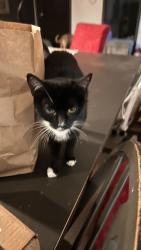 Lost Female Cat last seen Washington Avenue, Gulfport, MS 39507
