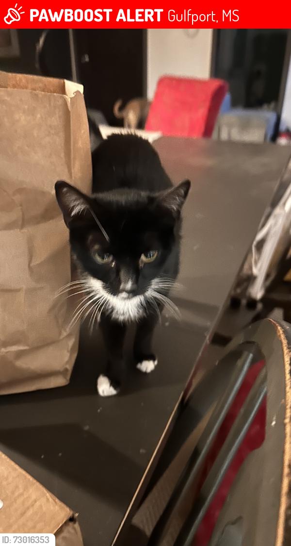 Lost Female Cat last seen Washington Avenue, Gulfport, MS 39507
