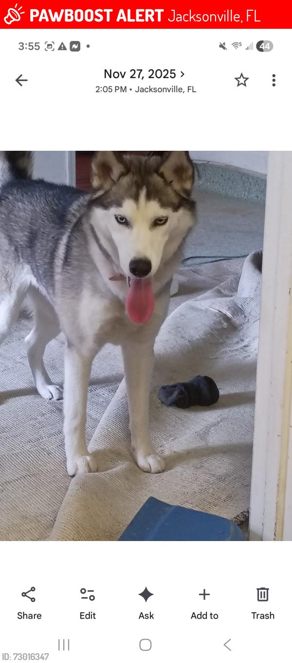 Lost Female Dog last seen Home, Jacksonville, FL 32244
