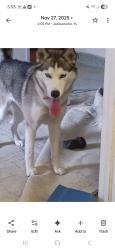 Lost Female Dog last seen Home, Jacksonville, FL 32244