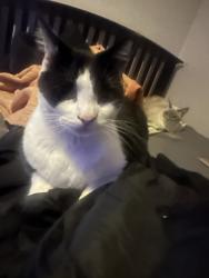 Lost Male Cat last seen Smart rd, Houston, TX 77037