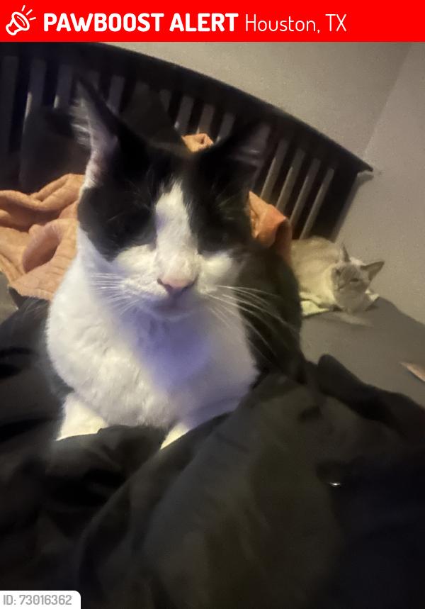 Lost Male Cat last seen Smart rd, Houston, TX 77037