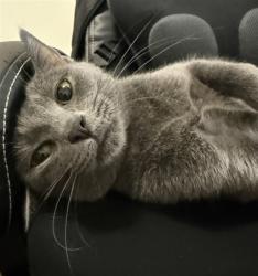 Shelter Stray Female Cat last seen , 655 N Mojave Rd, Las Vegas, NV 89101, USA