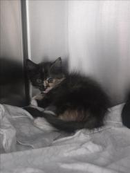 Shelter Stray Female Cat last seen , 655 N Mojave Rd, Las Vegas, NV 89101, USA